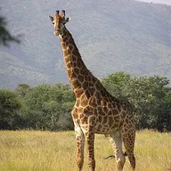 Photo of Botswana