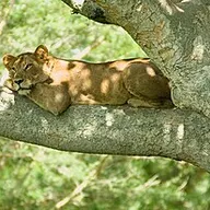 Photo of Uganda